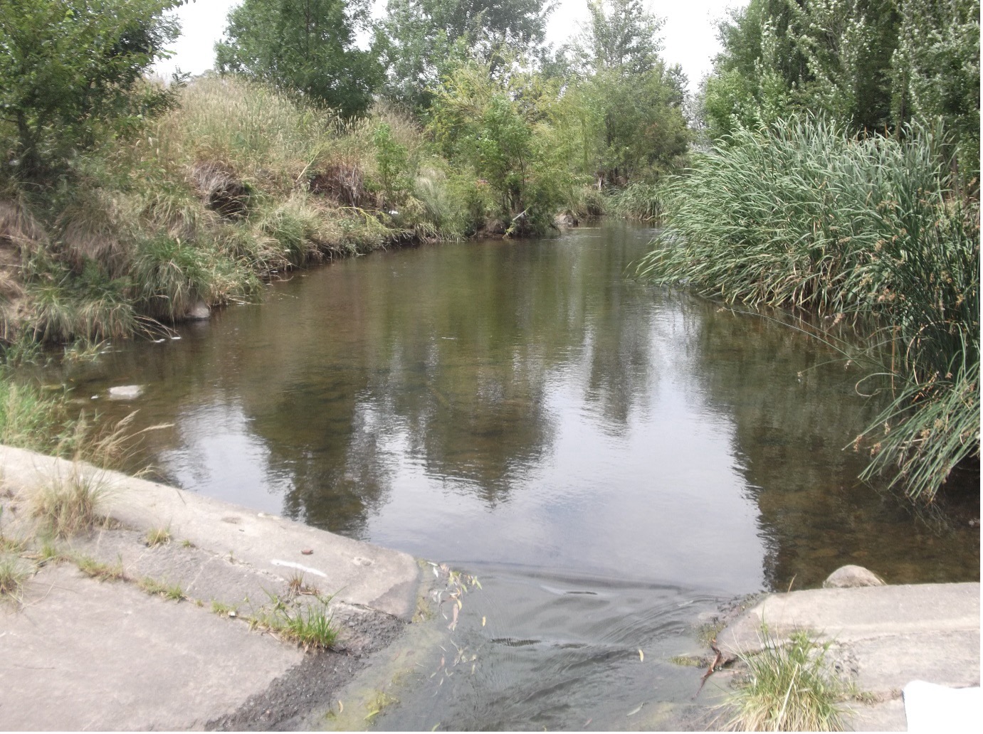 From a reach in Yarralumla Creek, 30 Dec 2018