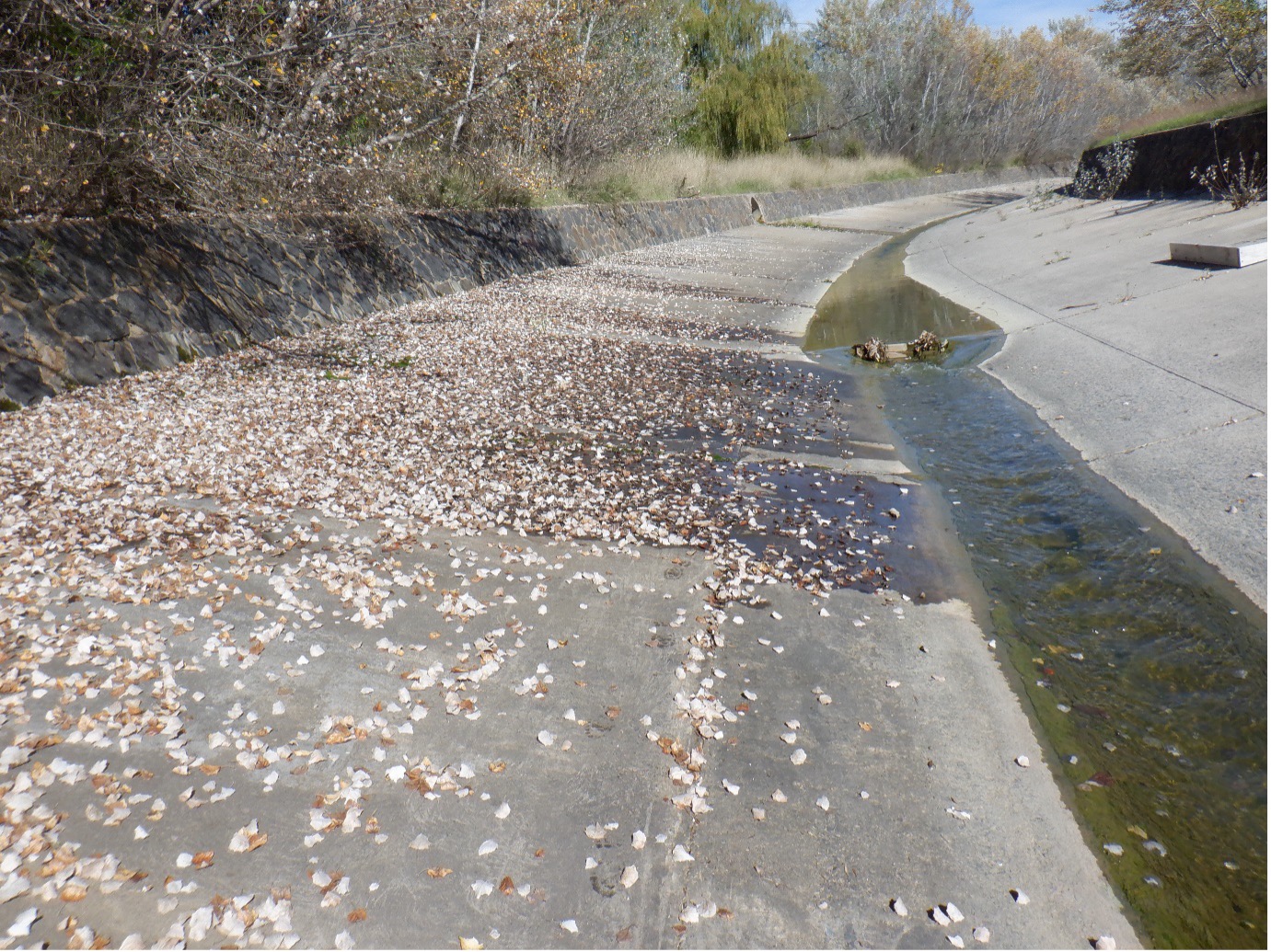 Subsurface water flowing through concrete into Yarralumla Creek