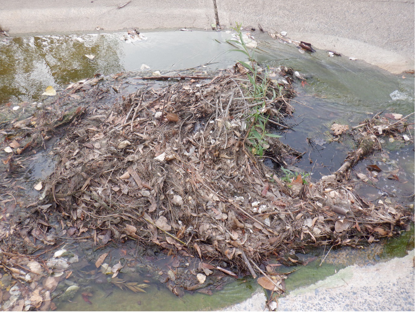 leaky weir - organic matter build up